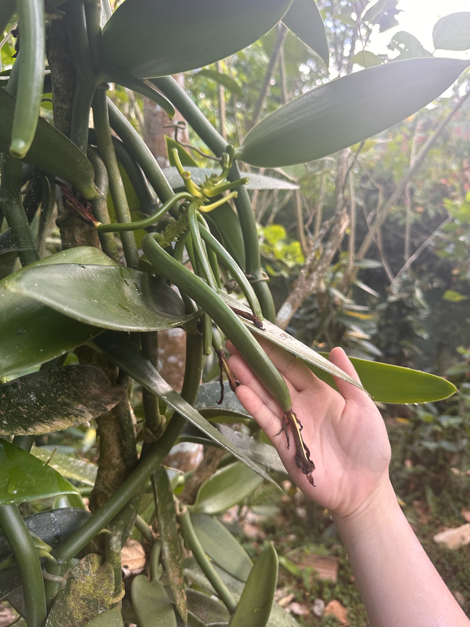 Fresh vanilla pods on the vine